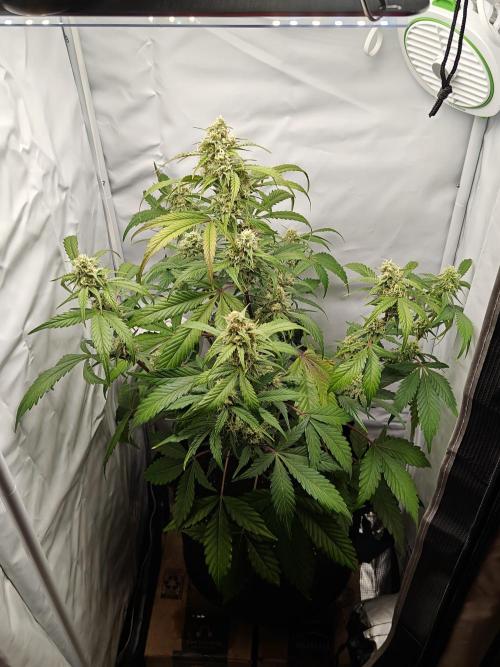 First Grow | Skywalker OG Auto. Week 9 - She's quite bushy!