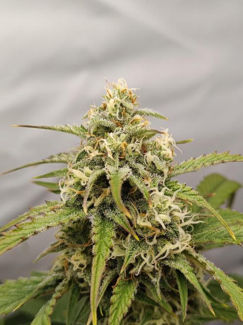 First Grow | Skywalker OG Auto. Week 9 - Starting to fade!