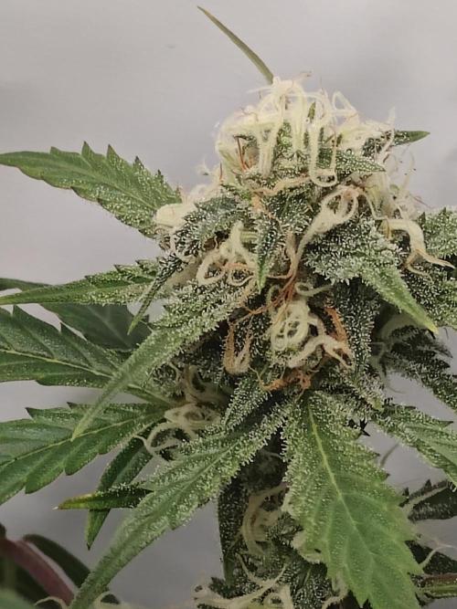 First Grow | Skywalker OG Auto. Week 9 - Younger buds