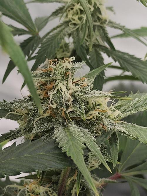 First Grow | Skywalker OG Auto. Week 9