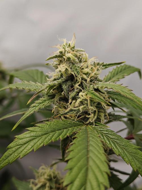 First Grow | Skywalker OG Auto. Week 9