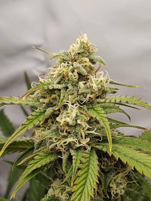 First Grow | Skywalker OG Auto. Week 9 - Nice and frosty