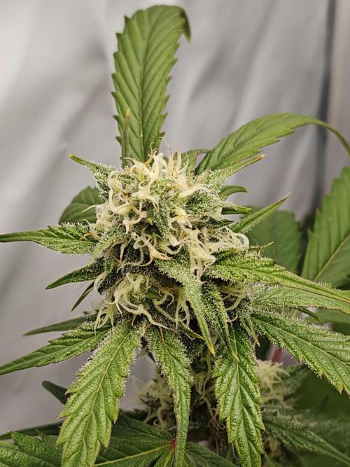 First Grow | Skywalker OG Auto. Week 9