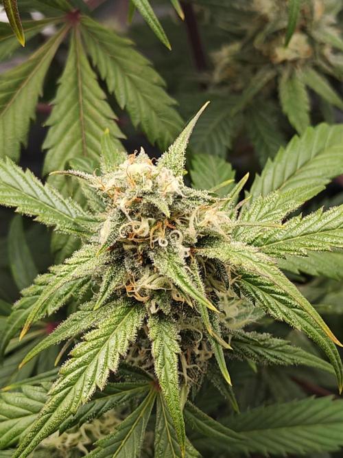 First Grow | Skywalker OG Auto. Week 9