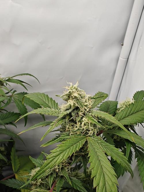 First Grow | Skywalker OG Auto. Week 9