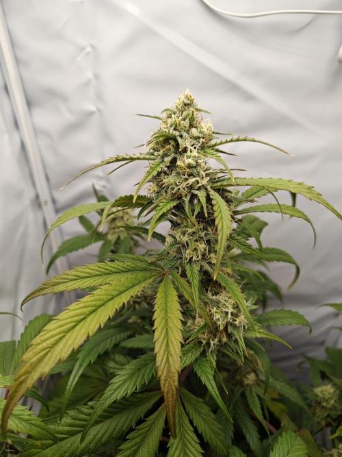 First Grow | Skywalker OG Auto. Week 9