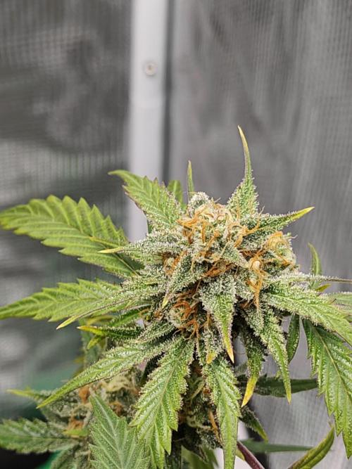 First Grow | Skywalker OG Auto. Week 10