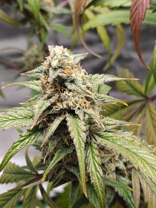 First Grow | Skywalker OG Auto. Week 10