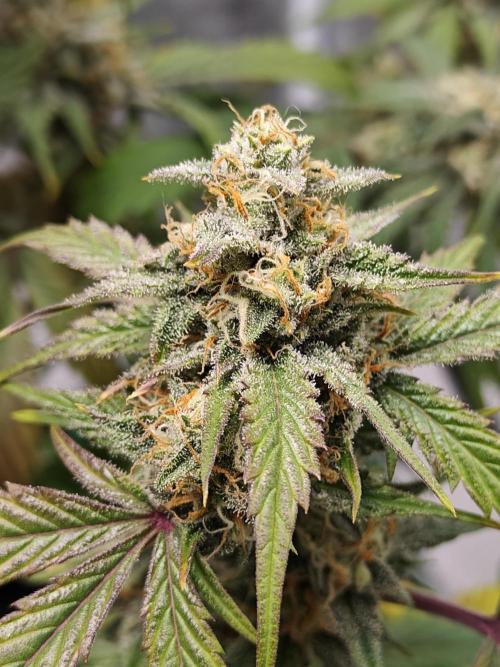 First Grow | Skywalker OG Auto. Week 10