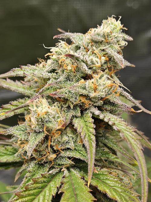 First Grow | Skywalker OG Auto. Week 10