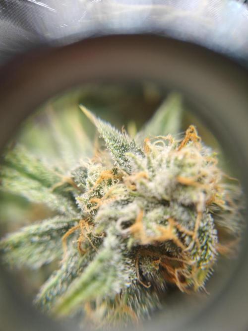 First Grow | Skywalker OG Auto. Week 10