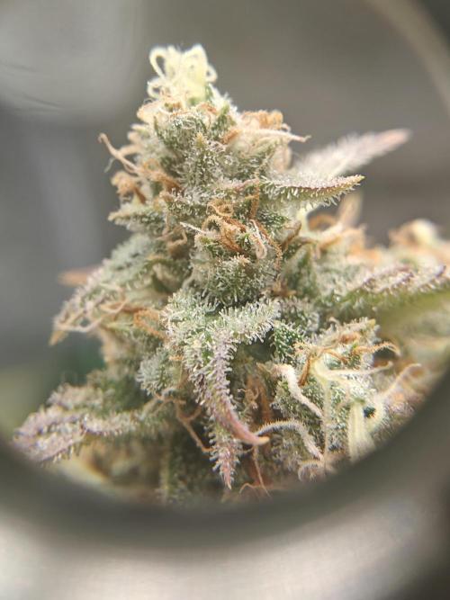 First Grow | Skywalker OG Auto. Week 10