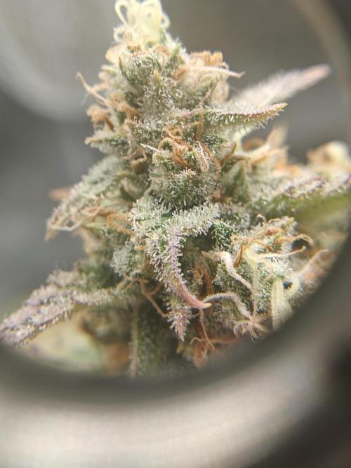 First Grow | Skywalker OG Auto. Week 10