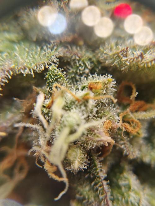 First Grow | Skywalker OG Auto. Week 10