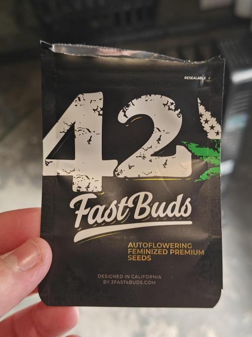 Blue Dream Auto (420 Fast Buds). Week 0 - Genetics by 420 Fast Buds!