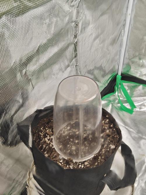 Blue Dream Auto (420 Fast Buds). Week 0 - Nutri-Bullet cup for humidity dome. 