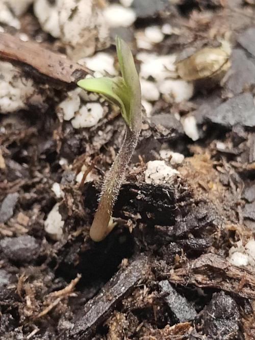 Blue Dream Auto (420 Fast Buds). Week 0 - She emerges after 6 days! Twice as long as my first germination.