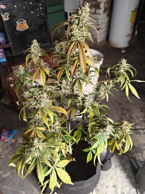 First Grow | Skywalker OG Auto. Week 11 - Faded hardcore