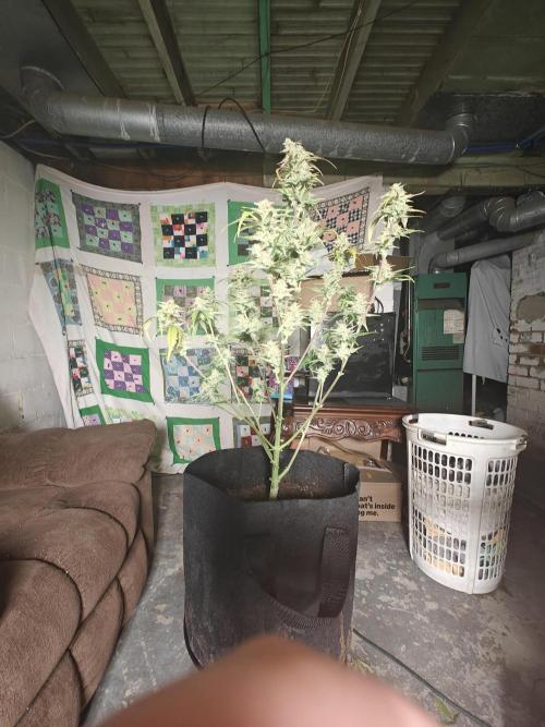 First Grow | Skywalker OG Auto. Week 11 - Trimmed back 