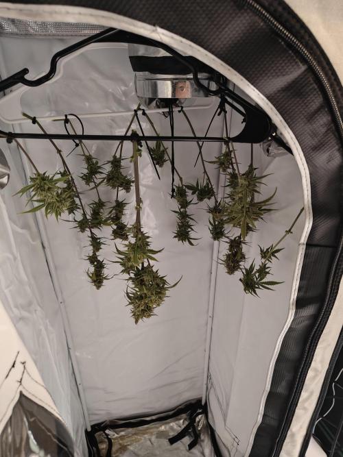 First Grow | Skywalker OG Auto. Week 11 - Small but smelly harvest.
