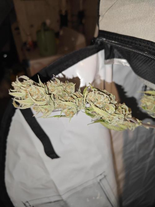 First Grow | Skywalker OG Auto. Week 11