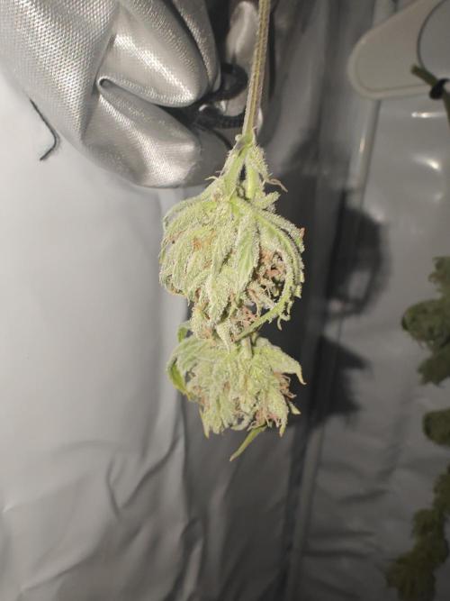 First Grow | Skywalker OG Auto. Week 11