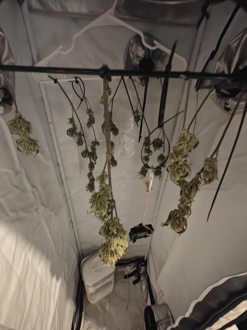 First Grow | Skywalker OG Auto. Week 11