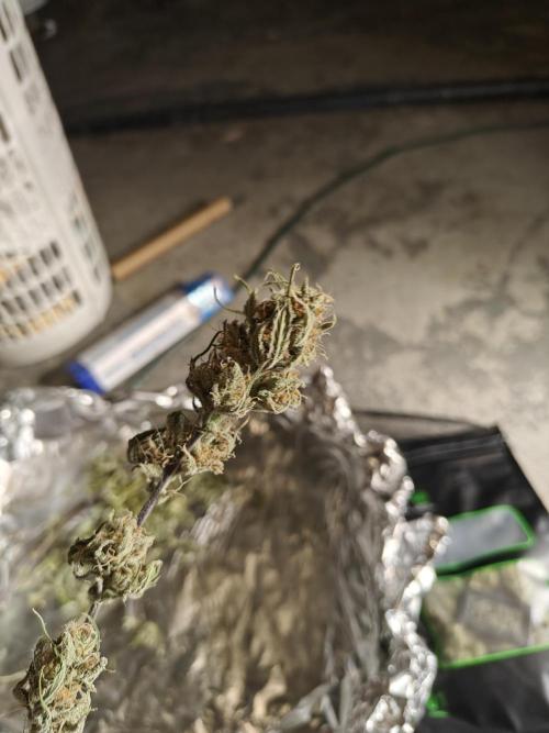 First Grow | Skywalker OG Auto. Week 11