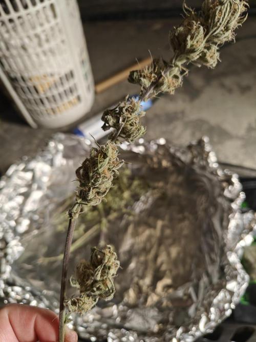 First Grow | Skywalker OG Auto. Week 11