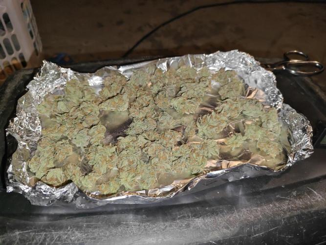 First Grow | Skywalker OG Auto. Week 11