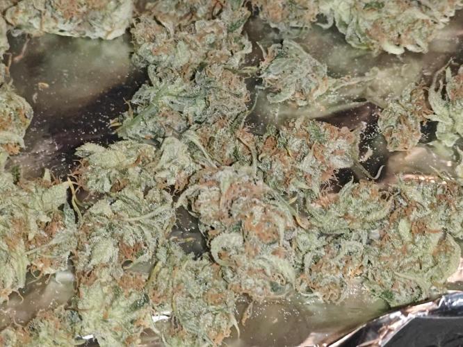 First Grow | Skywalker OG Auto. Week 11