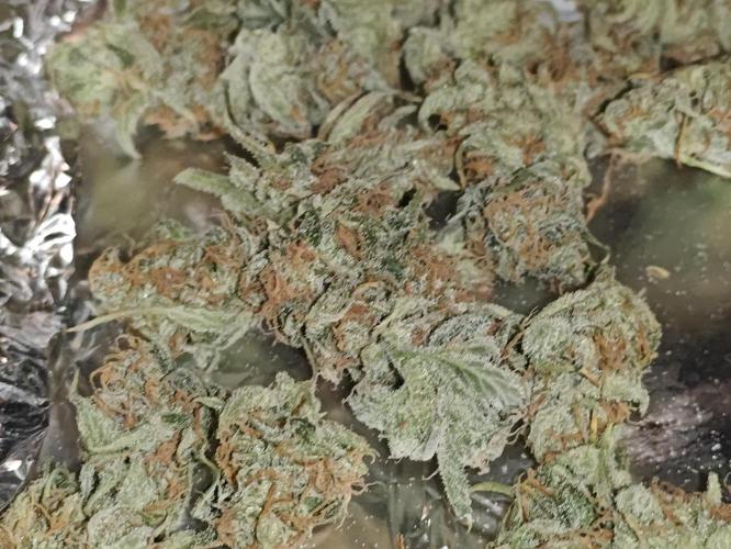 First Grow | Skywalker OG Auto. Week 11