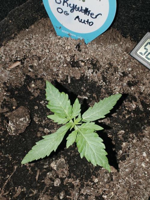 First Grow | Skywalker OG Auto. Week 2