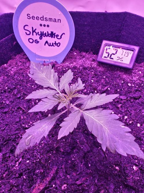 First Grow | Skywalker OG Auto. Week 2