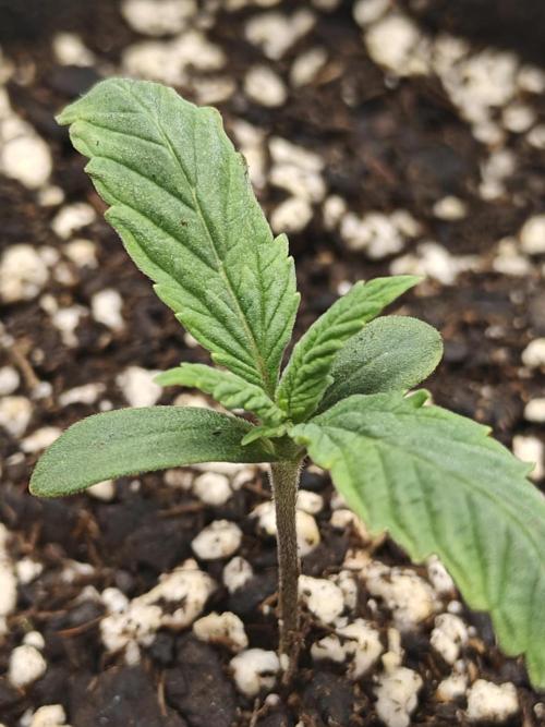 Blue Dream Auto (420 Fast Buds). Week 1