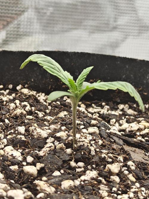 Blue Dream Auto (420 Fast Buds). Week 1