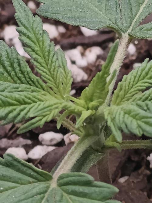 Blue Dream Auto (420 Fast Buds). Week 2 - She's growing alright 