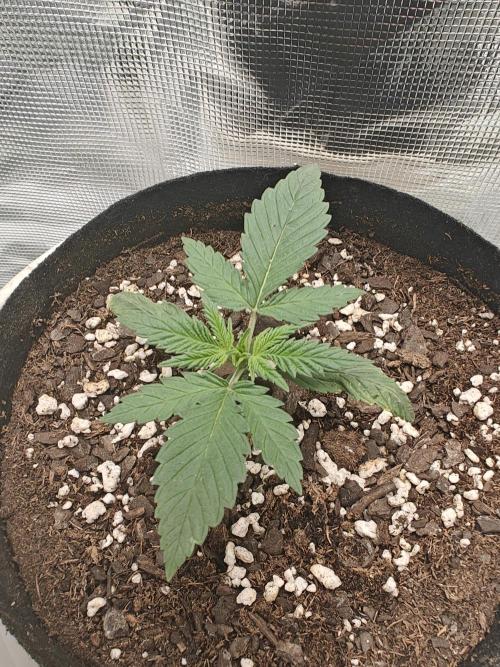 Blue Dream Auto (420 Fast Buds). Week 2