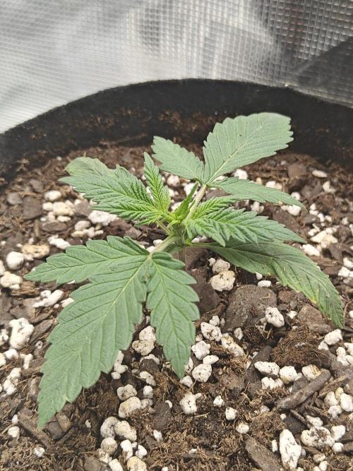 Blue Dream Auto (420 Fast Buds). Week 2