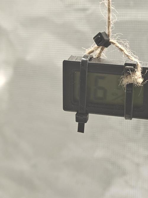 Blue Dream Auto (420 Fast Buds). Week 2