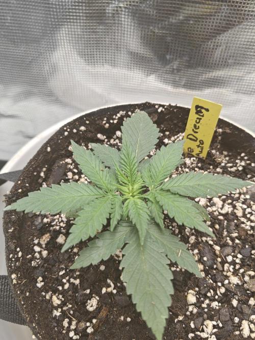 Blue Dream Auto (420 Fast Buds). Week 3