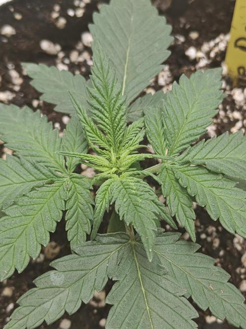 Blue Dream Auto (420 Fast Buds). Week 3