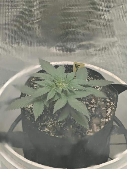 Blue Dream Auto (420 Fast Buds). Week 3