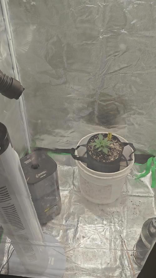 Blue Dream Auto (420 Fast Buds)