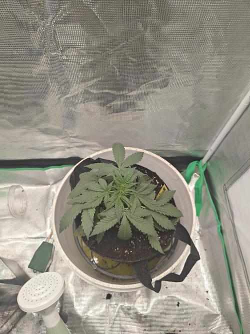 Blue Dream Auto (420 Fast Buds). Week 4