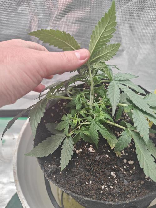 Blue Dream Auto (420 Fast Buds). Week 4