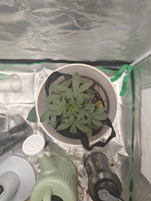 Blue Dream Auto (420 Fast Buds). Week 4