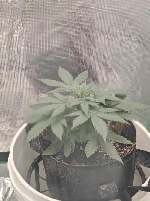 Blue Dream Auto (420 Fast Buds). Week 4