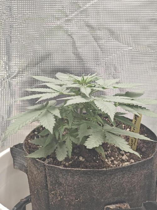 Blue Dream Auto (420 Fast Buds). Week 4