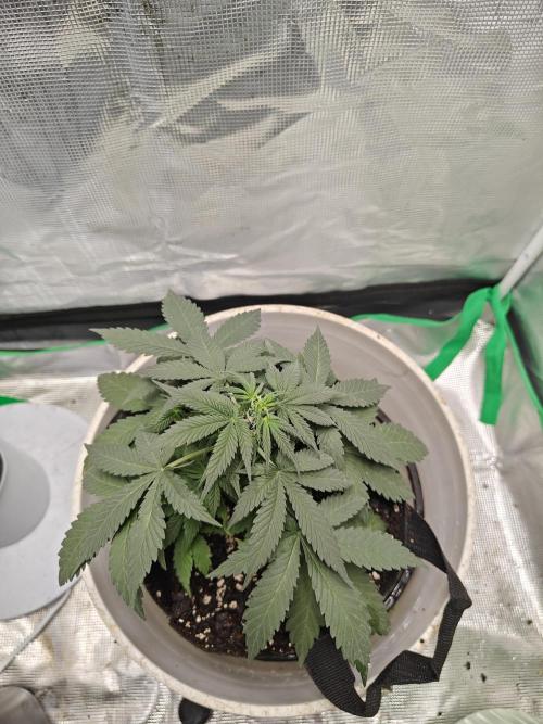 Blue Dream Auto (420 Fast Buds). Week 5